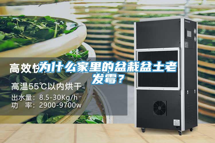 為什么家里的盆栽盆土老發(fā)霉？