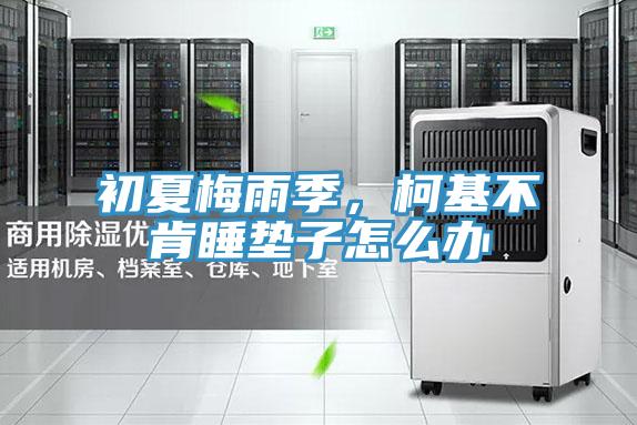 初夏梅雨季，柯基不肯睡墊子怎么辦