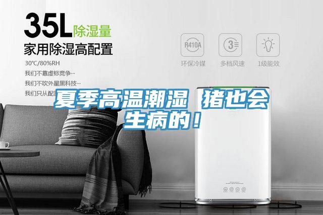 夏季高溫潮濕 豬也會生病的！