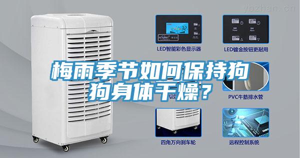 梅雨季節(jié)如何保持狗狗身體干燥？