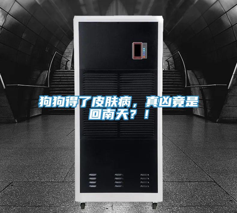 狗狗得了皮膚病，真兇竟是回南天？！