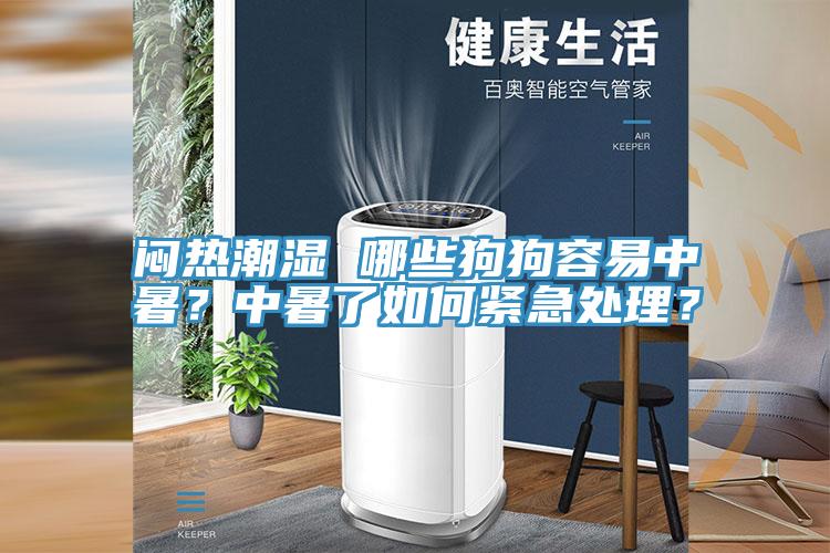 悶熱潮濕 哪些狗狗容易中暑？中暑了如何緊急處理？