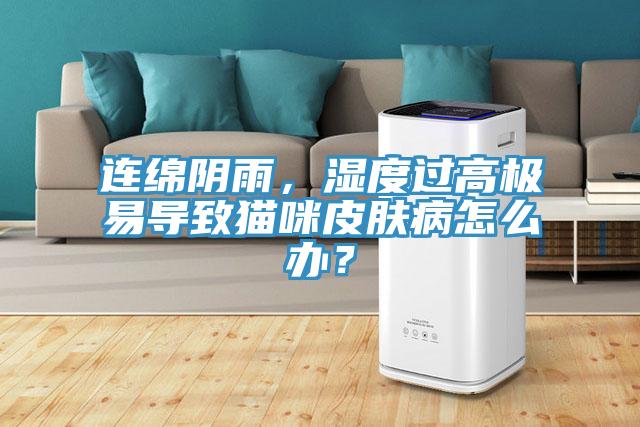 連綿陰雨，濕度過高極易導(dǎo)致貓咪皮膚病怎么辦？