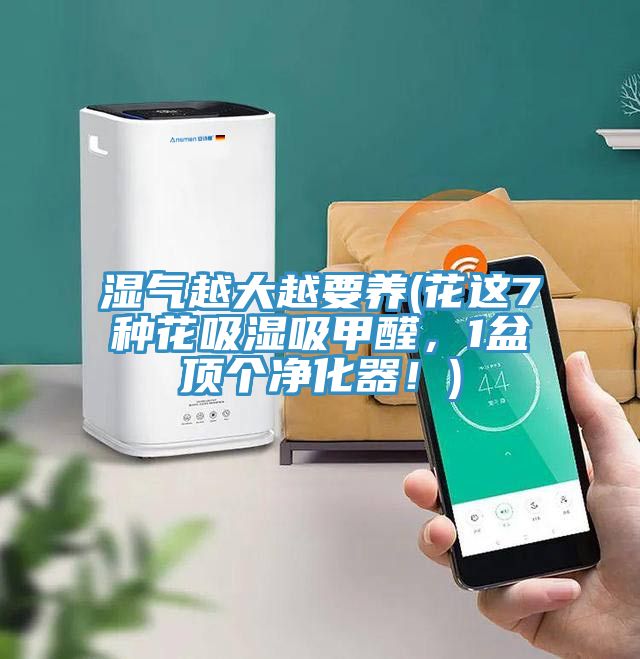 濕氣越大越要養(yǎng)(花這7種花吸濕吸甲醛，1盆頂個凈化器！)