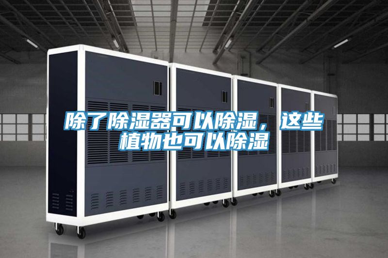 除了除濕器可以除濕，這些植物也可以除濕